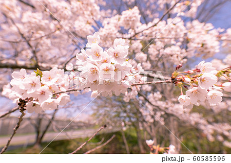 満開の桜　厚田村 60585596