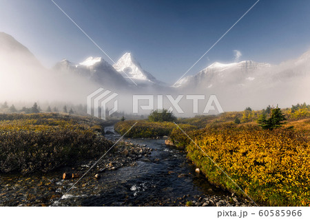 Mount Assiniboine in foggy on golden field in 60585966