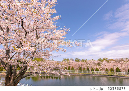 満開の桜 厚田村 満開の桜 厚田村 60586873