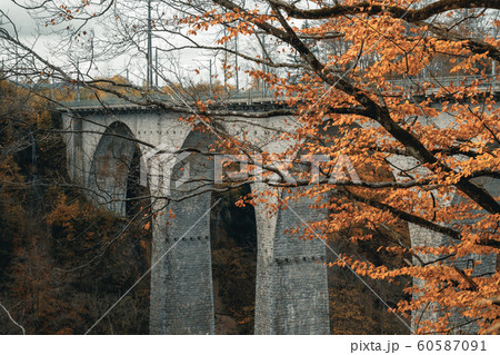 tree with autumnal leaves in front of sitter tree with autumnal leaves in front of sitter 60587091