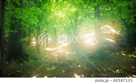 Morning in the Misty Spring Forest with Sun Rays Morning in the Misty Spring Forest with Sun Rays 60587135