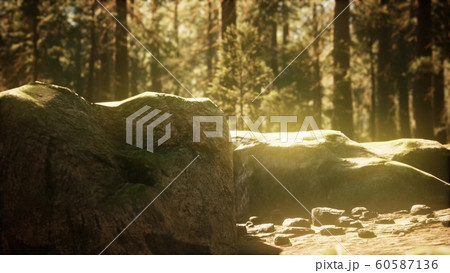 hyperlapse in sequoia forest from sunrise 60587136