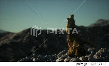 Dead pine tree at granite rock at sunset 60587158