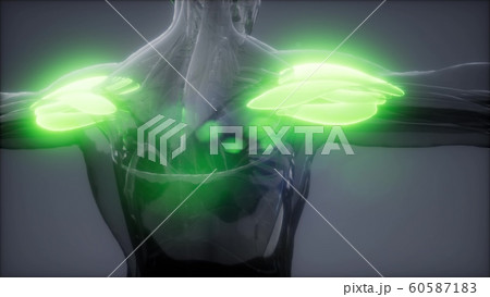 deltoid - Visible muscle anatomy map 60587183