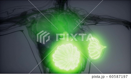 medically accurate illustration of an obese womens 60587197