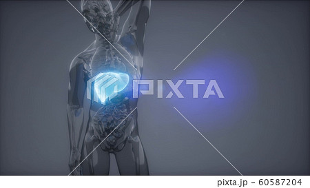 Human Liver Radiology Exam 60587204