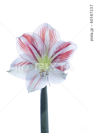 花写真 アマリリス Amaryllis 白背景の写真素材