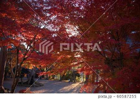 鶏足寺2019秋 60587255