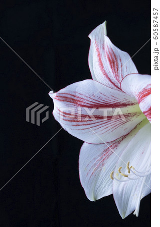 花写真 アマリリス Amaryllis 黒背景 花写真 アマリリス Amaryllis 黒背景 60587457