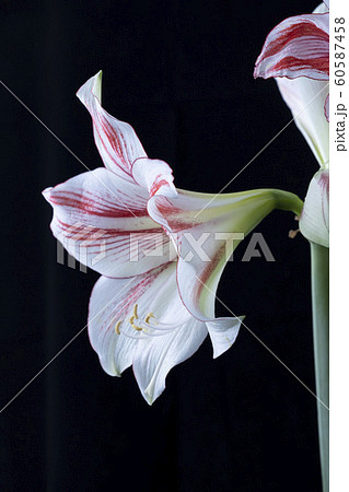花写真　アマリリス　Amaryllis  黒背景 60587458