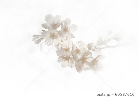 桜(ソメイヨシノ) 桜(ソメイヨシノ) 60587616