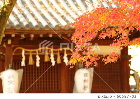 大阪・杭全神社の紅葉 60587703