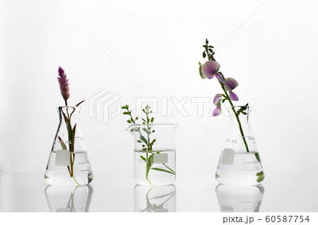 wild green plant and purple flower flask and beaker in biotechnology cosmetic science white laboratory background 60587754