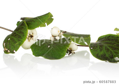 White winter snowberry isolated on white 60587883