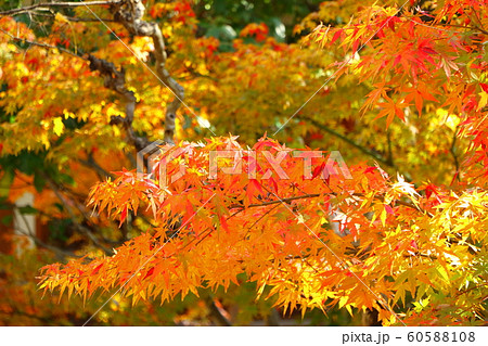 大阪・杭全神社の紅葉 60588108