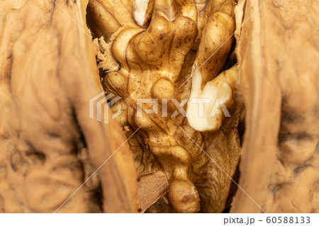 Fresh brown walnut isolated on white Fresh brown walnut isolated on white 60588133