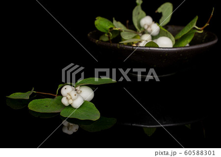 White winter snowberry isolated on black glass 60588301