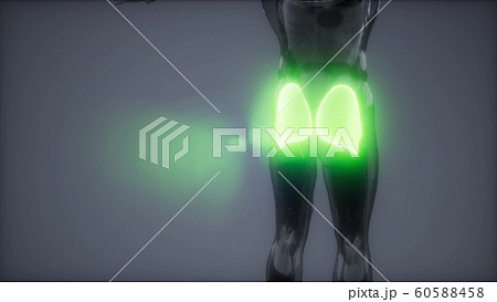gluteus maximus - leg muscles anatomy animation 60588458