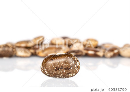 Brown speckled bean isolated on white Brown speckled bean isolated on white 60588790