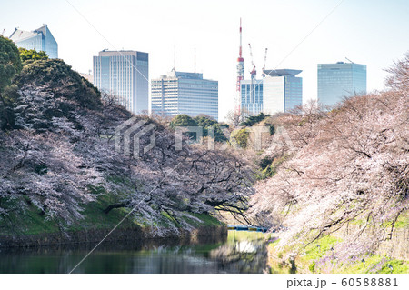 cherry blossom at chidori ga fuchi, tokyo, japan cherry blossom at chidori ga fuchi, tokyo, japan 60588881