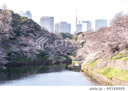 cherry blossom at chidori ga fuchi, tokyo, japan cherry blossom at chidori ga fuchi, tokyo, japan 60588889