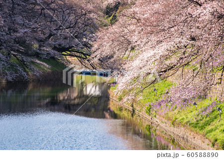 cherry blossom at chidori ga fuchi, tokyo, japan 60588890