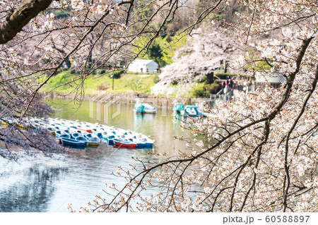 cherry blossom at chidori ga fuchi, tokyo, japan 60588897