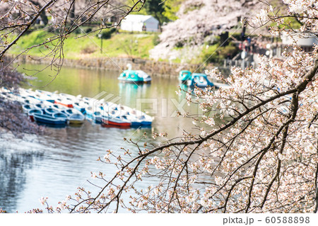 cherry blossom at chidori ga fuchi, tokyo, japan cherry blossom at chidori ga fuchi, tokyo, japan 60588898