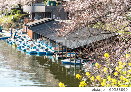 cherry blossom at chidori ga fuchi, tokyo, japan 60588899