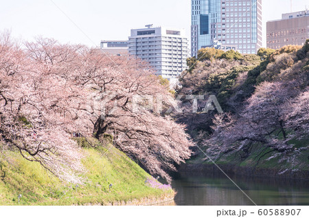 cherry blossom at chidori ga fuchi, tokyo, japan 60588907