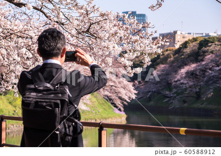 cherry blossom at chidori ga fuchi, tokyo, japan cherry blossom at chidori ga fuchi, tokyo, japan 60588912