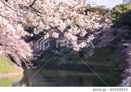cherry blossom at chidori ga fuchi, tokyo, japan 60588915