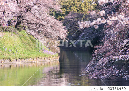 cherry blossom at chidori ga fuchi, tokyo, japan 60588920