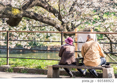 cherry blossom at chidori ga fuchi, tokyo, japan cherry blossom at chidori ga fuchi, tokyo, japan 60588922