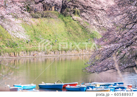cherry blossom at chidori ga fuchi, tokyo, japan cherry blossom at chidori ga fuchi, tokyo, japan 60588937