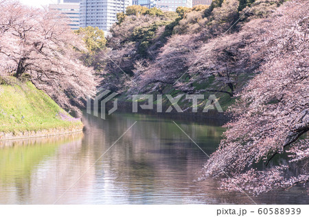 cherry blossom at chidori ga fuchi, tokyo, japan cherry blossom at chidori ga fuchi, tokyo, japan 60588939