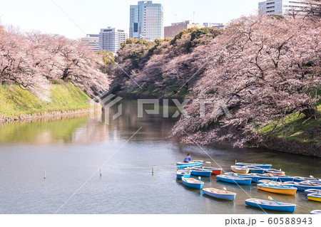 cherry blossom at chidori ga fuchi, tokyo, japan 60588943