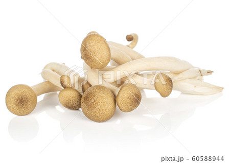 Brown shimeji mushroom isolated on white 60588944