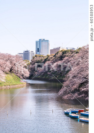 cherry blossom at chidori ga fuchi, tokyo, japan cherry blossom at chidori ga fuchi, tokyo, japan 60588953