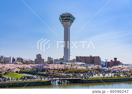五稜郭公園　五稜郭タワー　春　桜　函館市　北海道　日本 60590247