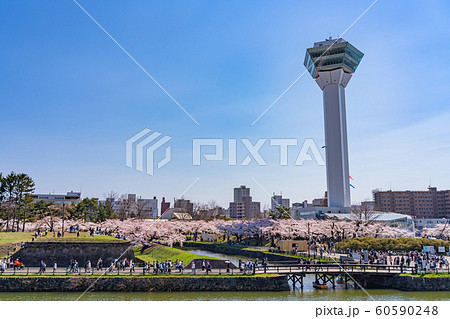 五稜郭公園　五稜郭タワー　春　桜　函館市　北海道　日本 60590248