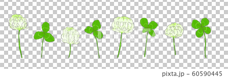 シロツメクサとクローバーたくさん シロツメクサとクローバーたくさん 60590445