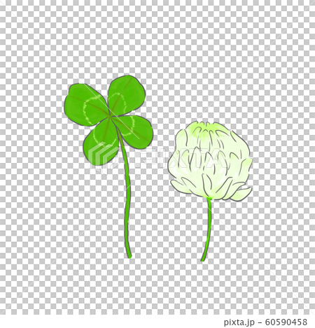 クローバーとシロツメクサ 60590458