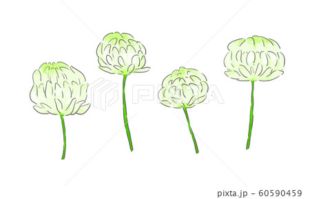 シロツメクサ 60590459