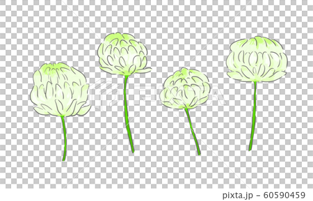 シロツメクサ 60590459