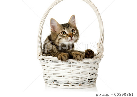 Cute gray kitten sits in a basket and looks Cute gray kitten sits in a basket and looks 60590861