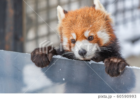 レッサーパンダ 冬の動物園 / 北海道 旭川市 60590993