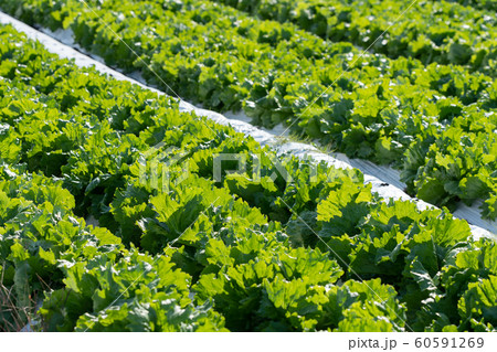 レタス　栽培　（11月） 60591269