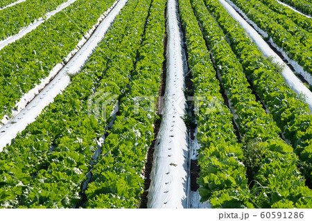 レタス 栽培 (11月) レタス 栽培 (11月) 60591286