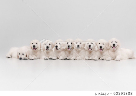 Studio shot of english cream golden retrievers isolated on white studio background Studio shot of english cream golden retrievers isolated on white studio background 60591308